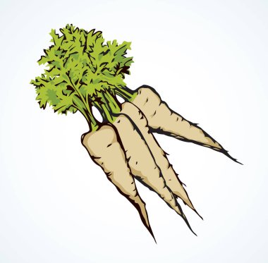 Havuç. Vektör çizim