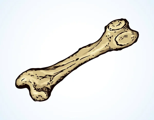뼈입니다. 벡터 드로잉 — 스톡 벡터