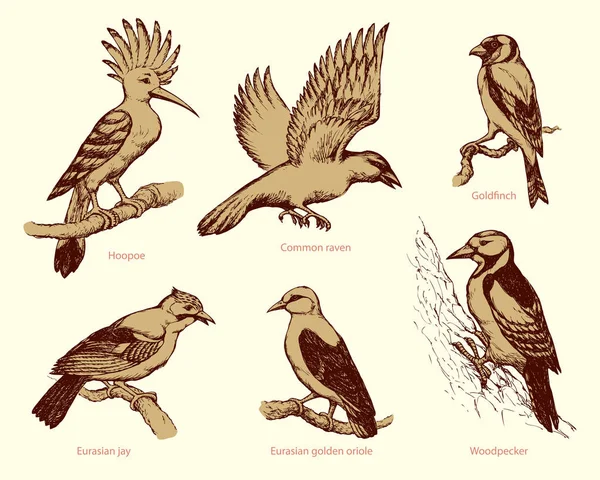 Διανυσματικά σύνολο των πτηνών: κοράκι, τσαλαπετεινός, Φλώρος, δρυοκολάπτης, jay, χρυσό — Διανυσματικό Αρχείο