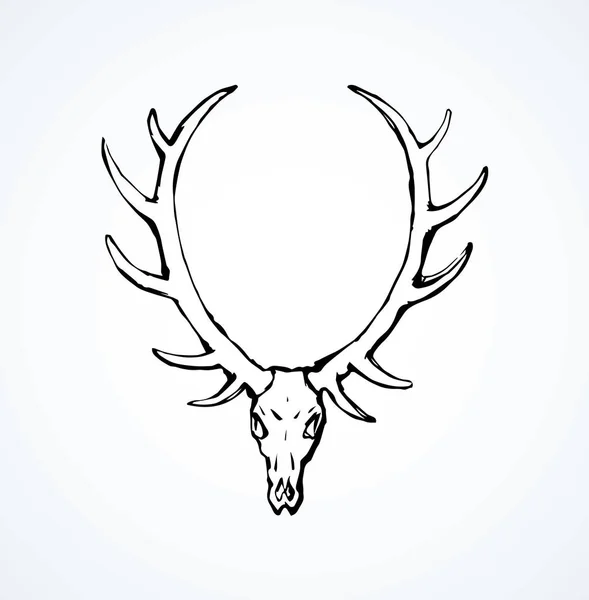 シカの頭骨ストックベクター ロイヤリティフリーシカの頭骨イラスト Depositphotos