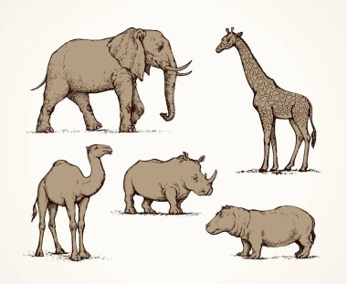 Afrika hayvanları. Vektör çizim