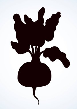 Pancar. Vektör çizim