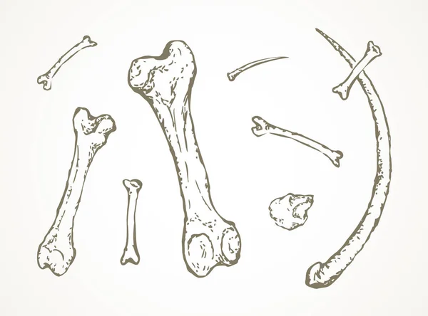 고고학 발견의 벡터 삽화의 시리즈입니다. 동물 b — 스톡 벡터