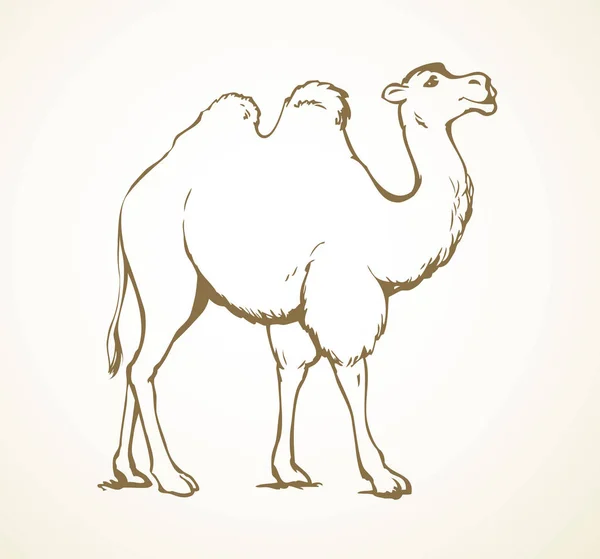 Camel. Vector sketch — Stock Vector