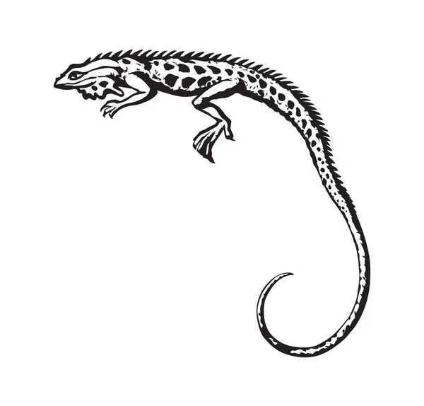 Iguana. Dibujo vectorial — Archivo Imágenes Vectoriales