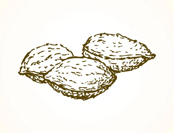 Nueces de albaricoque. Dibujo vectorial — Vector de stock