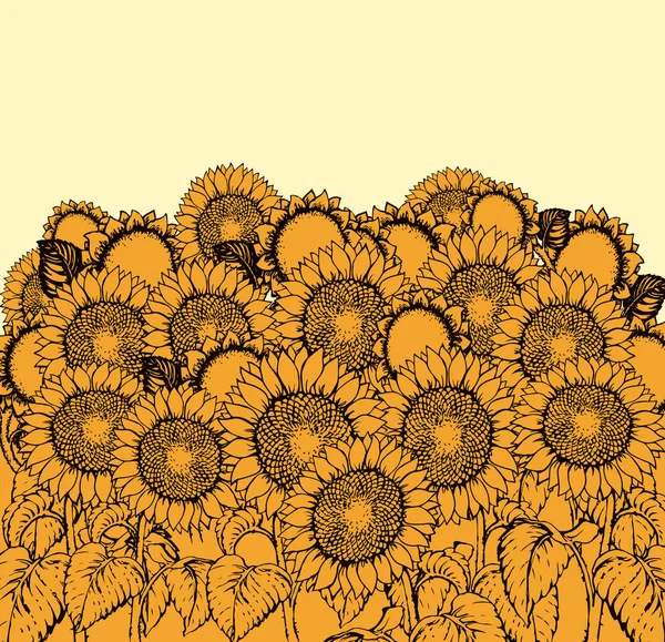 Ilustración vectorial. Girasoles — Vector de stock