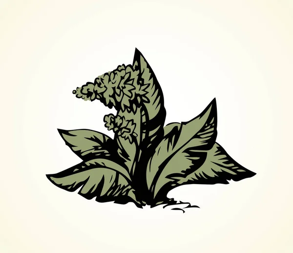 Tropical flower. Bush. Vector drawing — Stock Vector