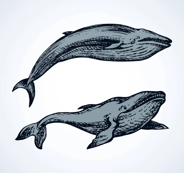 Whale. Vector drawing — Stock Vector