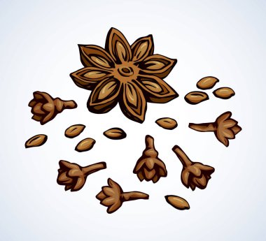 Anason. Vektör çizim