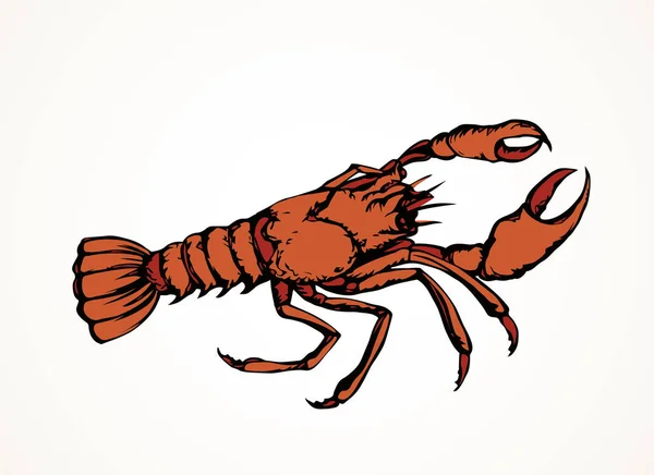 Lobster. Vector drawing — Stock Vector