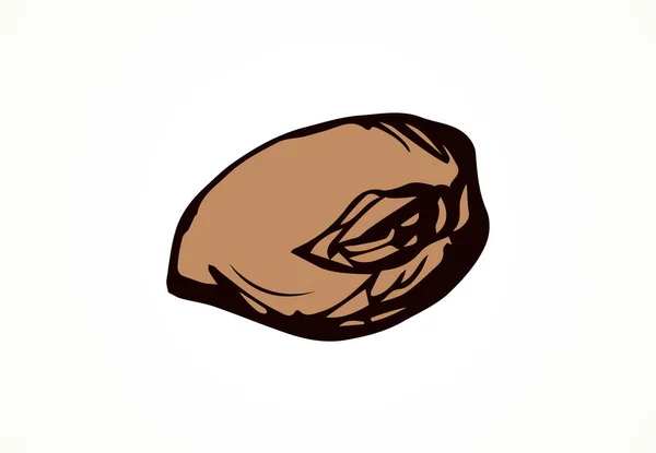 Cacao vruchten. Vector tekening — Stockvector