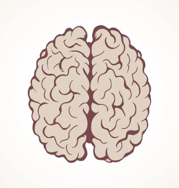 Beyin. Vektör çizim