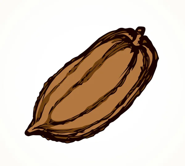 Cocoa Fruits. Vector drawing — Stock Vector