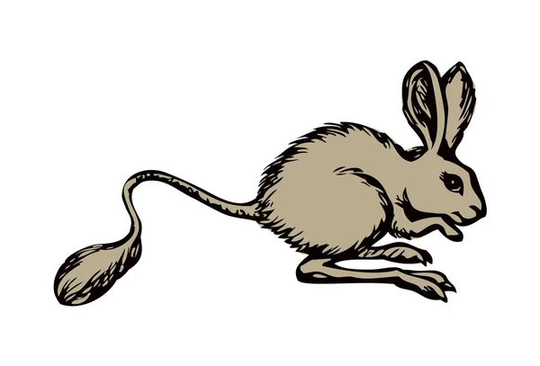 Jerboa. Vector drawing — Stock Vector