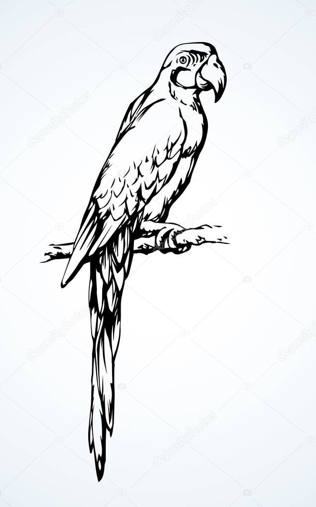 Big cute old fun pretty smart popinjay stand on light space for text. Freehand outline black ink hand drawn emblem sketchy in retro art scribble comic engrave style pen on paper. Closeup side view
