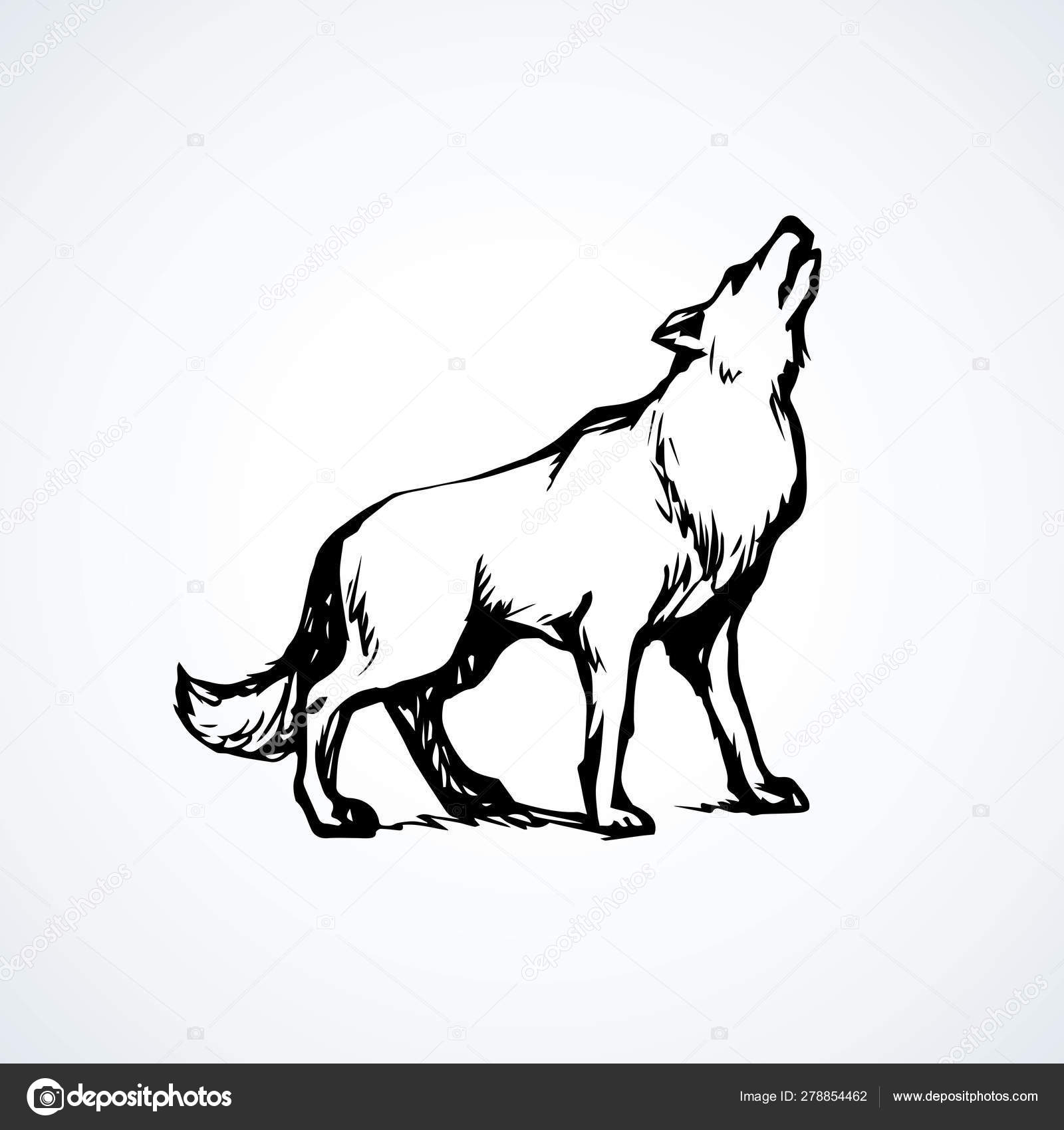 늑대입니다. 벡터 드로잉 스톡 벡터 - ©Marinka 278854462, image size:1600x1700