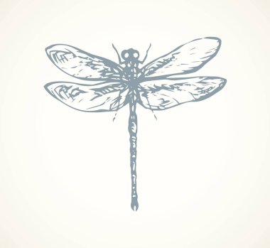 Yusufçuk. Vektör çizim