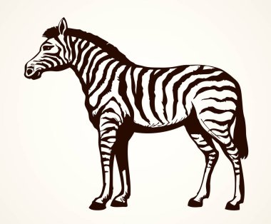 Zebra. Vektör çizim