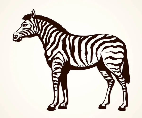 Zebra. Desenho vetorial — Vetor de Stock