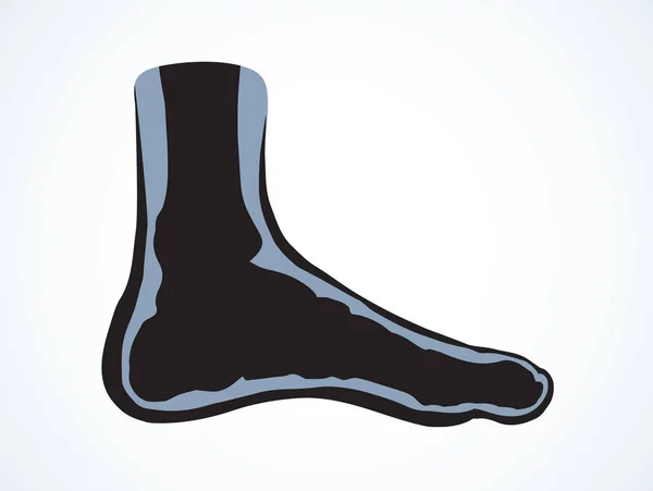 Knochen des Fußes. Vektorzeichnung — Stockvektor