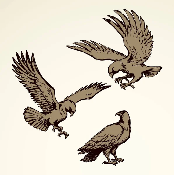 Águila. Dibujo vectorial — Vector de stock