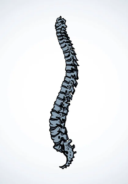 Spine. Vector drawing — Stock Vector