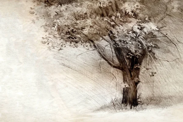 Baum. Bleistiftzeichnung auf Papier — Stockfoto