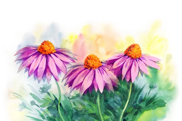 Chamomile in the field. Watercolor painting — Stock Photo, Image