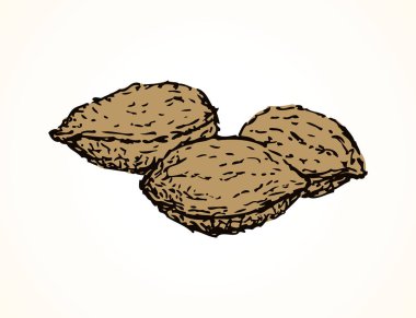 Kayısı çekirdekleri. Vektör çizimi