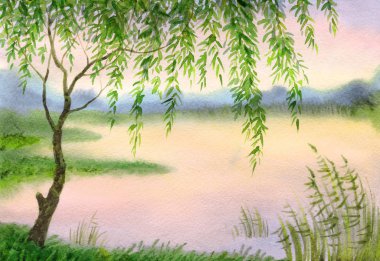 Suluboya manzara. Genç söğüt dalları evenin üzerinde eğildi