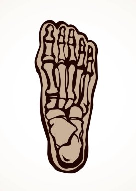 Ayak kemikleri. Vektör çizimi