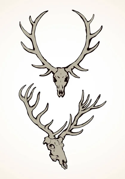 Skull of deer. Vector drawing — Stock Vector