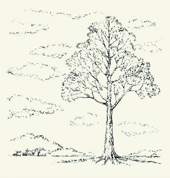 Vector Sketch. Old oak tree — Stock Vector