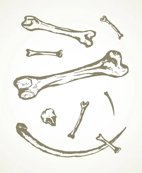 Seria ilustracji wektorowych znalezisk archeologicznych. b zwierząt — Wektor stockowy
