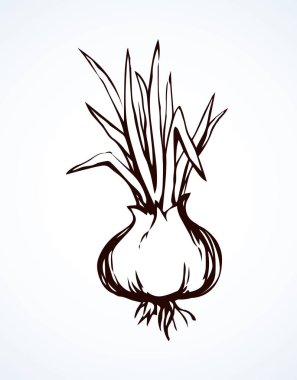 Soğan. Vektör çizim