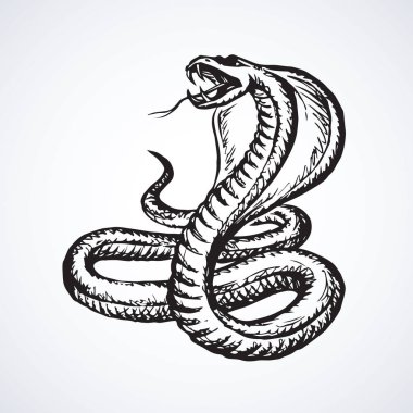 Yılan. Vektör çizim