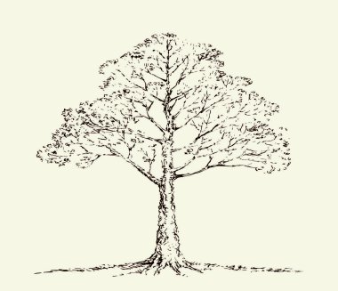 Büyük bir huş ağacı dalı sahne görüntüsü. Beyaz bulutlu arka plan. Koyu siyah mürekkep el çizimi logo pictogram simge işaret tasarımı resim retro doodle soyut kalem kağıt metin alanı üzerinde