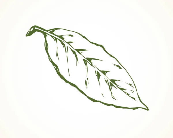 Hoja de árbol. Dibujo vectorial — Vector de stock