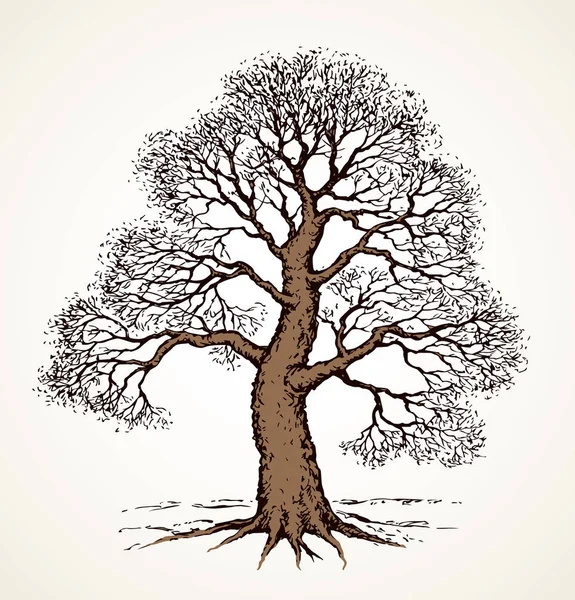 Tall oak in winter. Vector drawing — Stock Vector