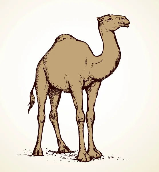 Um camelo. Esboço vetorial —  Vetores de Stock