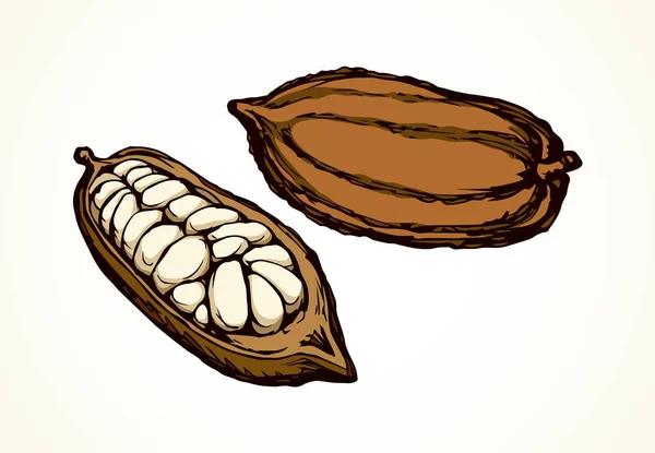 Frutas de cacao. Dibujo vectorial — Archivo Imágenes Vectoriales