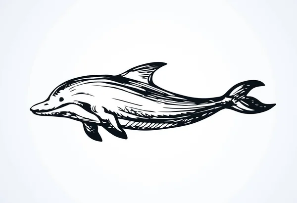 Golfinho. Desenho vetorial — Vetor de Stock