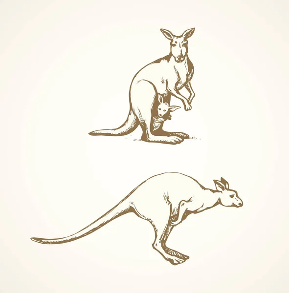 Kangur. Wektor rysunek — Wektor stockowy