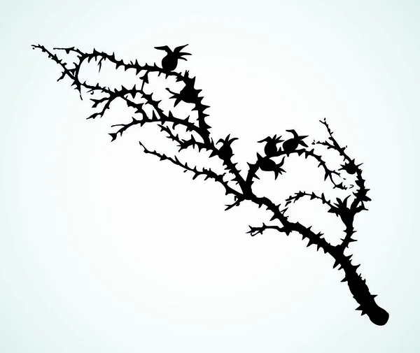 Branche de Blackthorn. Dessin vectoriel — Image vectorielle