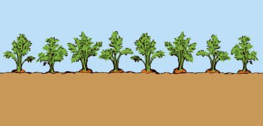 Havuç. Vektör çizim