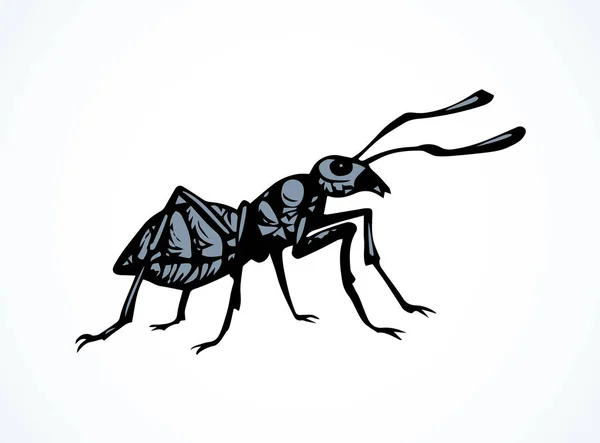 Ant. ベクトル図面 — ストックベクタ