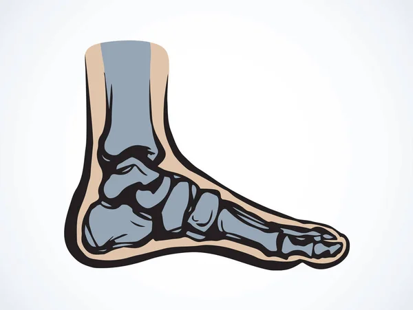 足の骨ベクトル描画 — ストックベクタ