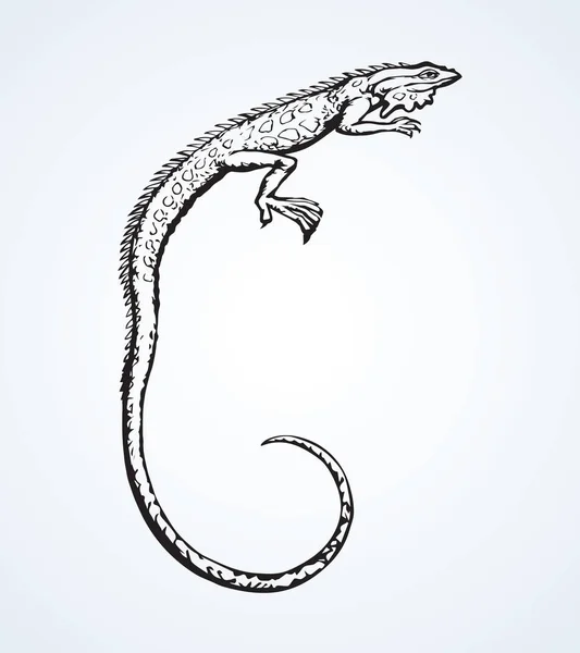 Iguana. Desenho vetorial —  Vetores de Stock