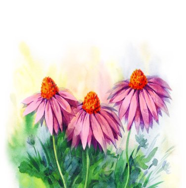 Chamomile sahada. Suluboya boyama